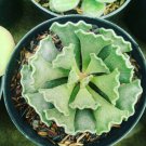 Live Adromischus cristatus rare succulent Flower Rare Live Plant - Plant for Your Home Garden