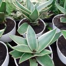 Live Sansivera Silver Succulent Flower Rare Live Plant - Plant for Your Home Garden