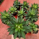 Burnt Burgundy Agavaceae Succulent Rare Live Plant - Plant for Your Home Garden