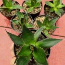Titanota 'Solar Eclipse' Agave Titanota Succulent Rare Live Plant - Plant for Your Home Garden