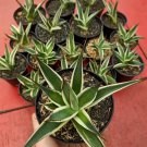 Agave snowglow Succulent Rare Live Plant - Plant for Your Home Garden