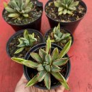 Succulent  Agave potatorum cv. 'cubic' Succulent Rare Live Plant - Plant for Your Home Garden