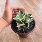 Agave Parrasana Raiko Nishiki Succulent Cactus Rare Live Plant - Plant for Your Home Garden