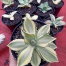 Agave Potatorum Verschaffelti Variegata Succulent Rare Live Plant - Plant for Your Home Garden