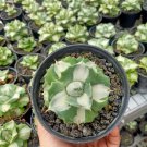 Dwarf Agave potatorum Variegata Succulent Rare Live Plant - Plant for Your Home Garden