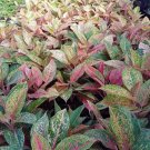 Aglaonema Orange Stardust Home Flower Rare Live Plant - Plant for Your Home Garden