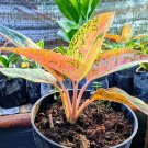 Aglaonema favonian Home Flower Rare Live Plant - Plant for Your Home Garden