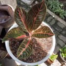 Aglaonema 'Chocolate' Home Flower Rare Live Plant - Plant for Your Home Garden
