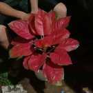 Aglanoema Suksom Home Flower Rare Live Plant - Plant for Your Home Garden