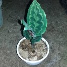 Calathea Medallion 'Calathea veitchiana' Home Flower Rare Live Plant - Plant for Your Home Garden