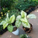 Aglaonema Spring Snow White Dalmation Home Flower Rare Live Plant - Plant for Your Home Garden