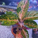 Aglaonema Stardust Home Flower Rare Live Plant - Plant for Your Home Garden
