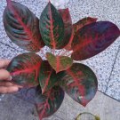 Aglaonema red stardust Home Flower Rare Live Plant - Plant for Your Home Garden