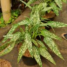 Aglaonema siam Snow White Home Flower Rare Live Plant - Plant for Your Home Garden