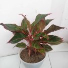 Siam Aurora Aglaonema Home Flower Rare Live Plant - Plant for Your Home Garden