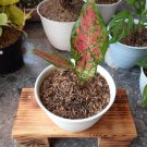 Aglaonema Red Valentine Home Flower Rare Live Plant - Plant for Your Home Garden