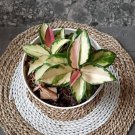 Hoya Carnosa Exotica Tricolor Home Flower Rare Live Plant - Plant for Your Home Garden