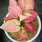 Aglonema Pink Star Home Flower Rare Live Plant - Plant for Your Home Garden