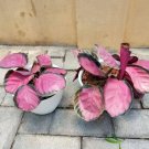 Calathea rosy Home Flower Rare Live Plant - Plant for Your Home Garden