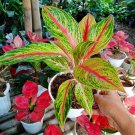 Aglaonema Pink Emerald Home Flower Rare Live Plant - Plant for Your Home Garden