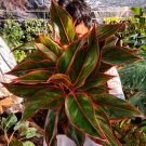 Aglaonema siam Aurora Home Flower Rare Live Plant - Plant for Your Home Garden