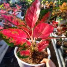 Aglaonema Lucky Red Chinese evergreen Home Flower Rare Live Plant - Plant for Your Home Garden