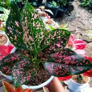 Aglaonema ‘Pink Dalmatian’ Home Flower Rare Live Plant - Plant for Your Home Garden