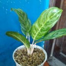 Aglaonema Golden Madonna Chinese Evergreen Home Flower Rare Live Plant - Plant for Your Home Garden