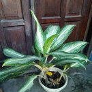 Aglaonema ‘Emerald Bay’ Home Flower Rare Live Plant - Plant for Your Home Garden