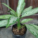 Aglaonema Silver Home Flower Rare Live Plant - Plant for Your Home Garden
