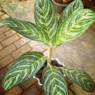 Aglaonema ‘Moonlight Bay’ Home Flower Rare Live Plant - Plant for Your Home Garden