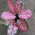 Dark Pink Lady Valentine Aglaonema Home Flower Rare Live Plant - Plant for Your Home Garden
