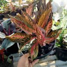Aglaonema Red Home Flower Rare Live Plant - Plant for Your Home Garden