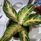 Aglaonema Pink Sunset Home Flower Rare Live Plant - Plant for Your Home Garden