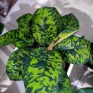Aglaonema Homalomena Camouflage Home Flower Rare Live Plant - Plant for Your Home Garden