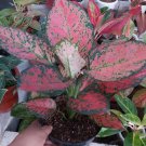 Aglaonema Red Valentine Home Flower Rare Live Plant - Plant for Your Home Garden