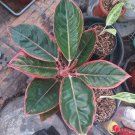 Aglaonema Kanza Home Flower Rare Live Plant - Plant for Your Home Garden