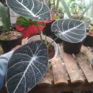 Black Velvet Elephant Ear Alocasia reginula Flower Rare Live Plant - Plant for Your Home Garden
