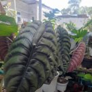Alocasia cuprea Home Flower Rare Live Plant - Plant for Your Home Garden