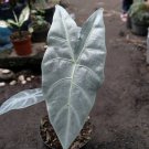 Alocasia longiloba Home Flower Rare Live Plant - Plant for Your Home Garden