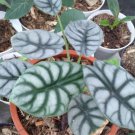 Alocasia Silver dragon Home Flower Rare Live Plant - Plant for Your Home Garden