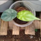 Alocasia ‘Dragon Scale’ Home Flower Rare Live Plant - Plant for Your Home Garden