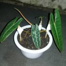Philodendron Billietiae Home Flower Rare Live Plant - Plant for Your Home Garden