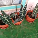 African Mask Alocasia Amazonica Home Flower Rare Live Plant - Plant for Your Home Garden