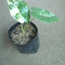 Alocasia Gageana Albo Variegata Home Flower Rare Live Plant - Plant for Your Home Garden
