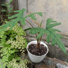 Alocasia Jacklyn tandurusa Home Flower Rare Live Plant - Plant for Your Home Garden