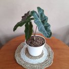 PSEUDO SANDERIANA Alocasia Home Flower Rare Live Plant - Plant for Your Home Garden