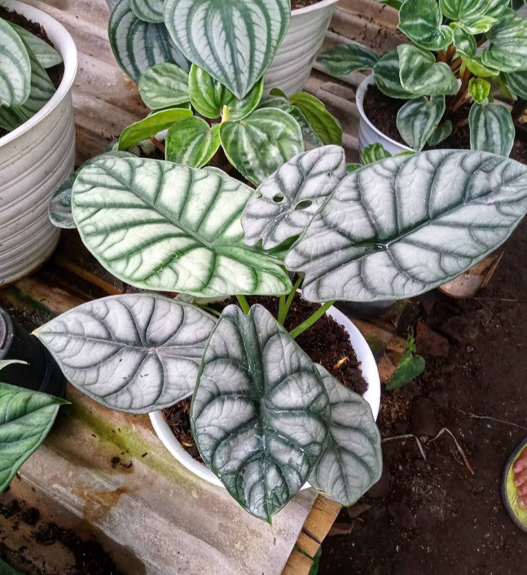 Alocasia Silver dragon Rare Home Flower Rare Live Plant - Plant for Your Home Garden
