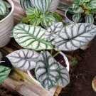 Alocasia Silver dragon Rare Home Flower Rare Live Plant - Plant for Your Home Garden