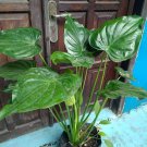 Alocasia Cucullata Rare Home Flower Rare Live Plant - Plant for Your Home Garden